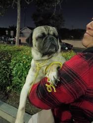 Found/Stray Male Dog last seen West 17th Street and Fairview Street, Santa Ana, CA 92706
