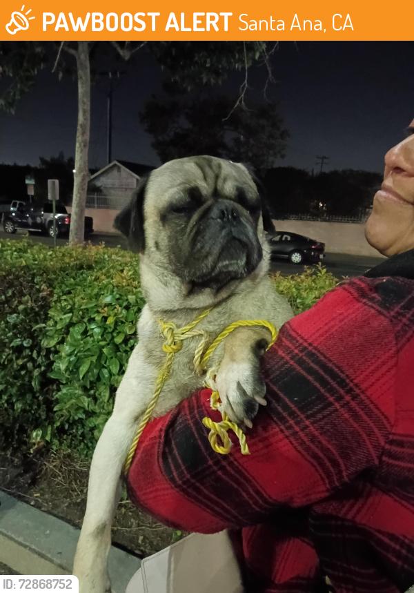 Found/Stray Male Dog last seen West 17th Street and Fairview Street, Santa Ana, CA 92706
