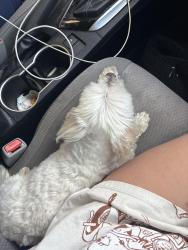 Found/Stray Male Dog last seen Near kings highway San Antonio to , San Antonio, TX 78201