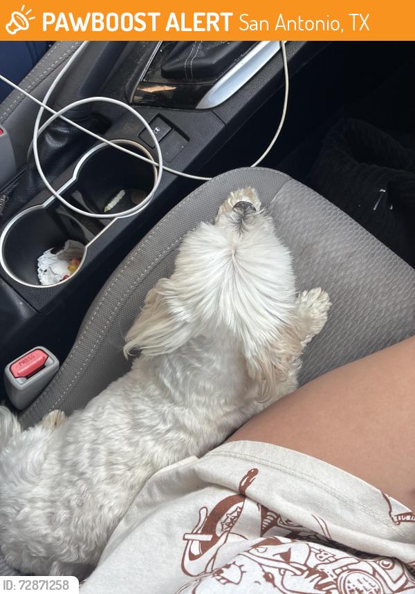 Found/Stray Male Dog last seen Near kings highway San Antonio to , San Antonio, TX 78201