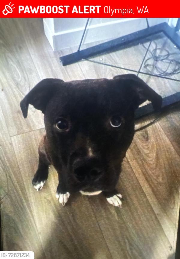 Lost Male Dog last seen Near Neil streat northwest, Olympia, WA 98516