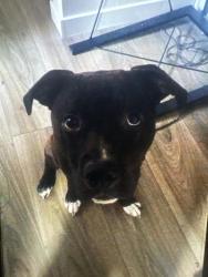 Lost Male Dog last seen Near Neil streat northwest, Olympia, WA 98516