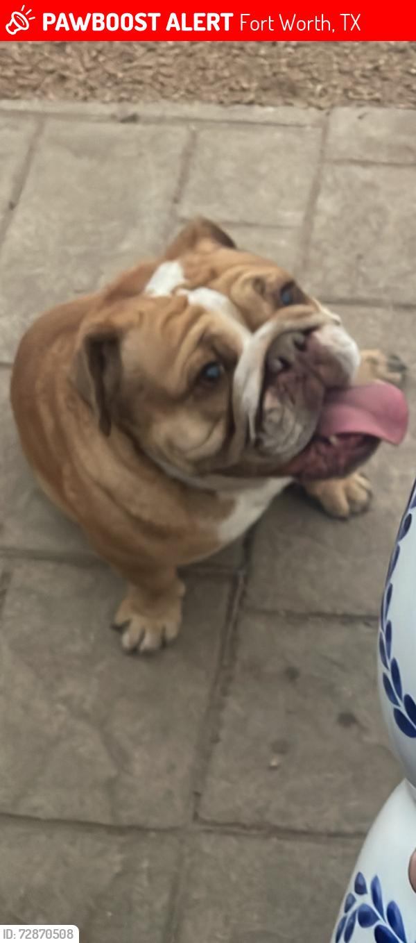 Lost Female Dog last seen Bryan Ave & butler st., Fort Worth, TX 76110