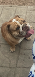 Lost Female Dog last seen Bryan Ave & butler st., Fort Worth, TX 76110