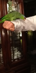 Lost Female Bird last seen Stagecoach Road and Stagecoach Station, South Gastonia, NC 28052