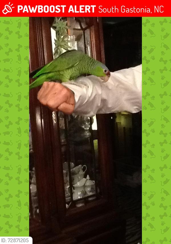 Lost Female Bird last seen Stagecoach Road and Stagecoach Station, South Gastonia, NC 28052