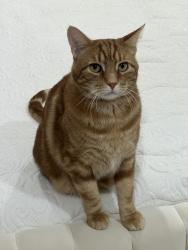 Lost Male Cat last seen Scribner Hill Road & Mountain Road, Wilton, CT 06897