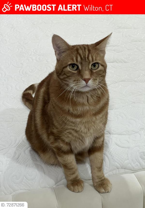 Lost Male Cat last seen Scribner Hill Road & Mountain Road, Wilton, CT 06897