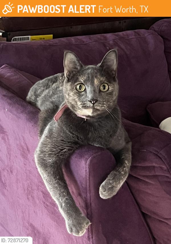 Found/Stray Female Cat last seen Mylo apmts , Fort Worth, TX 76132