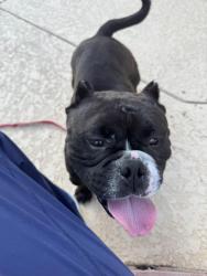 Found/Stray Male Dog last seen Memorial northwest, Memorial Northwest, TX 77379
