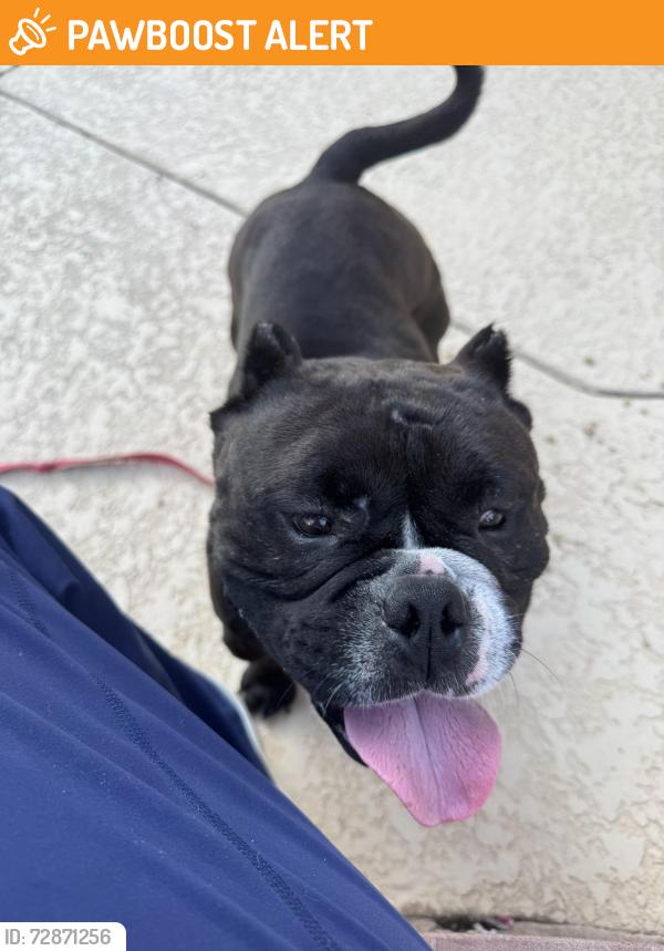Found/Stray Male Dog last seen Memorial northwest, Memorial Northwest, TX 77379