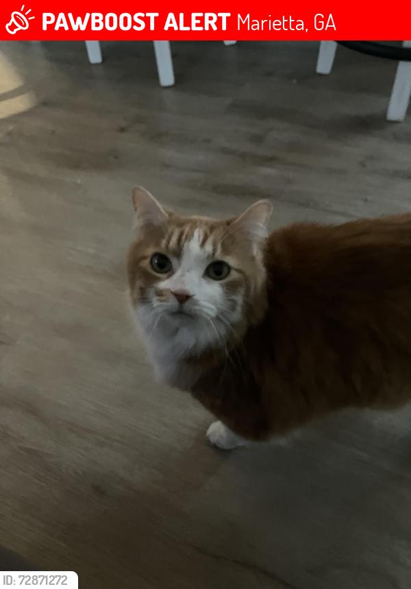 Lost Female Cat last seen Idk, Marietta, GA 30066