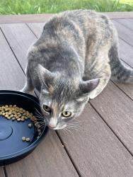 Reunited Unknown Cat last seen Saint Dorothy’s Catholic Church, Drexel Hill, PA 19026