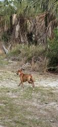 Found/Stray Unknown Dog last seen Emerson and 49th street on the Pinellas trail, St. Petersburg, FL 33711