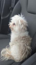 Lost Female Dog last seen Long point, Houston, TX 77055