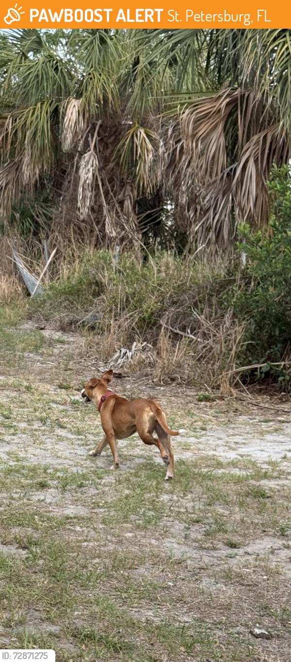 Found/Stray Unknown Dog last seen Emerson and 49th street on the Pinellas trail, St. Petersburg, FL 33711