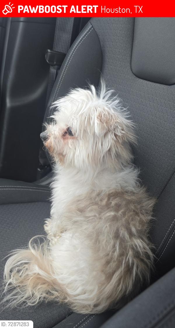Lost Female Dog last seen Long point, Houston, TX 77055