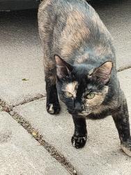 Found/Stray Female Cat last seen JA Crieghton and Franklin St Omaha ne, Omaha, NE 68111