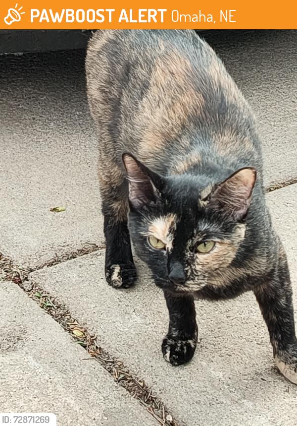 Found/Stray Female Cat last seen JA Crieghton and Franklin St Omaha ne, Omaha, NE 68111