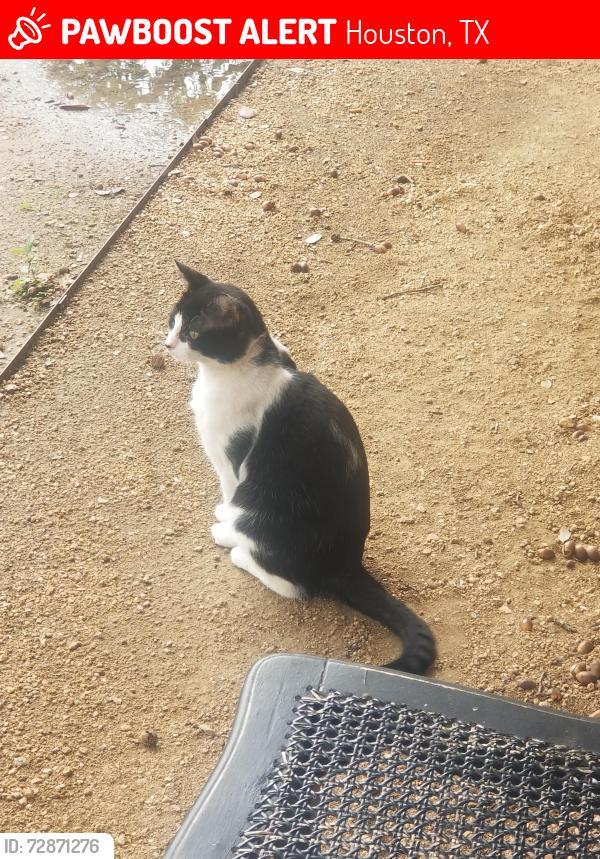 Lost Male Cat last seen Houston, Houston, TX 77018