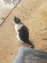 Lost Male Cat last seen Houston, Houston, TX 77018