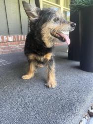 Found/Stray Male Dog last seen Orchard Lakes Dr., St. Louis, MO 63146