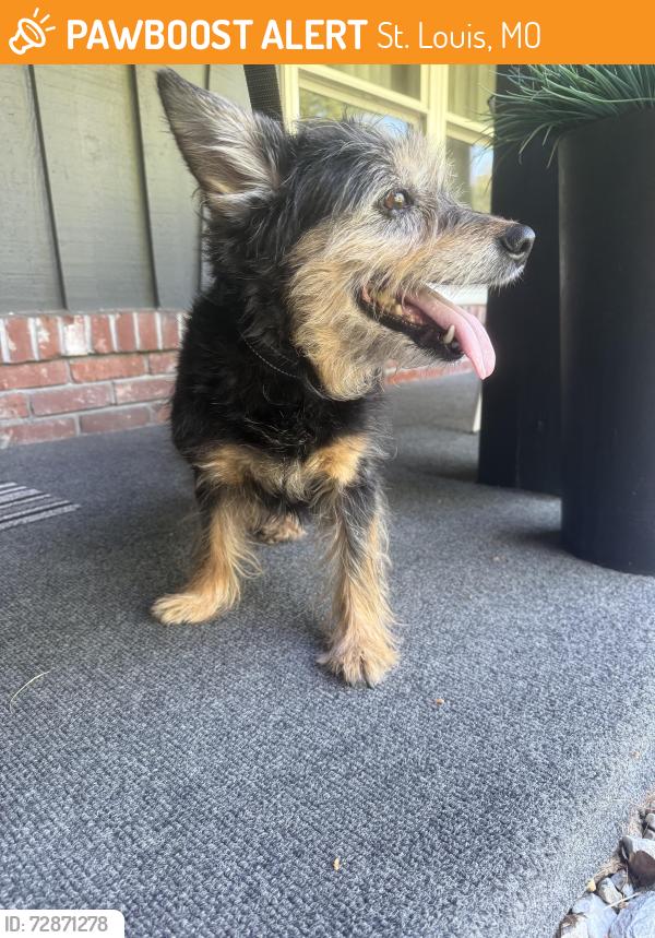 Found/Stray Male Dog last seen Orchard Lakes Dr., St. Louis, MO 63146