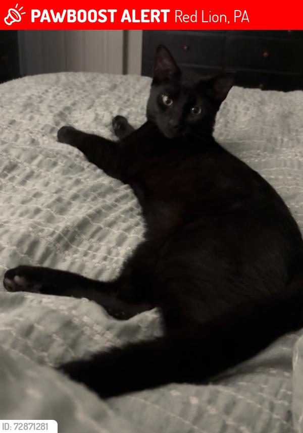 Lost Male Cat last seen Cherry Hill s , Red Lion, PA 17356