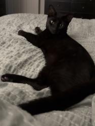 Lost Male Cat last seen Cherry Hill s , Red Lion, PA 17356