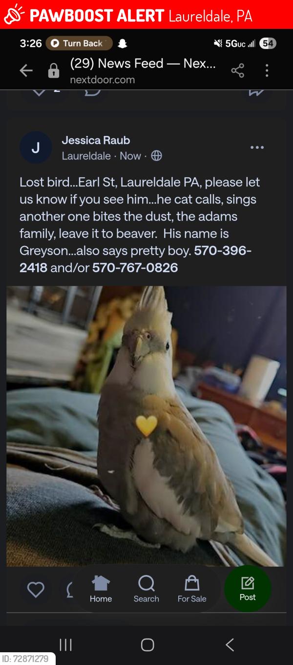 Lost Male Bird last seen King st, Raymond St, County St, Gray St, Laureldale, PA 19605