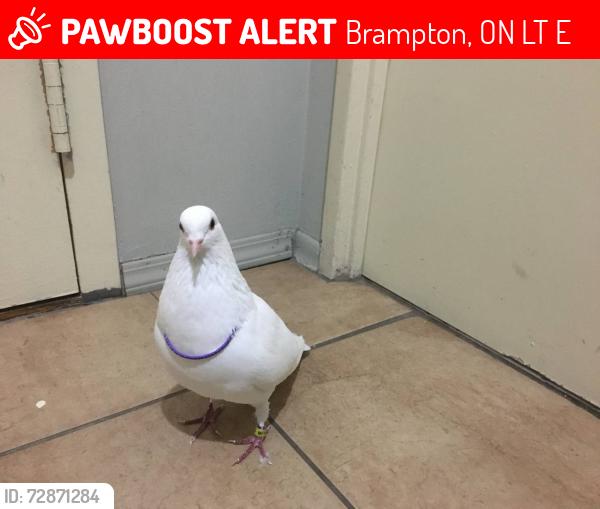 Lost Male Bird last seen Dixie - Queen , Brampton, ON L6T 4E8
