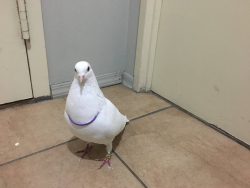 Lost Male Bird last seen Dixie - Queen , Brampton, ON L6T 4E8