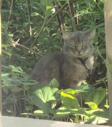 Found/Stray Unknown Cat last seen Kelley St. & Jensen Dr., Houston, TX 77026