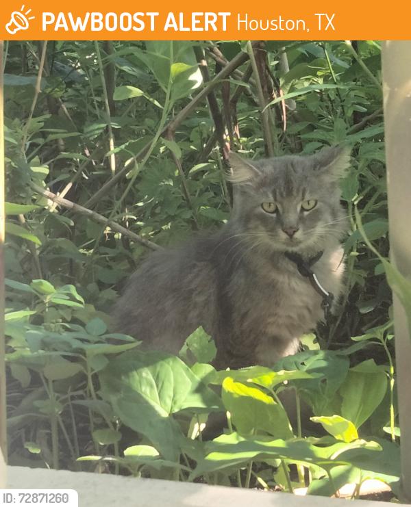 Found/Stray Unknown Cat last seen Kelley St. & Jensen Dr., Houston, TX 77026