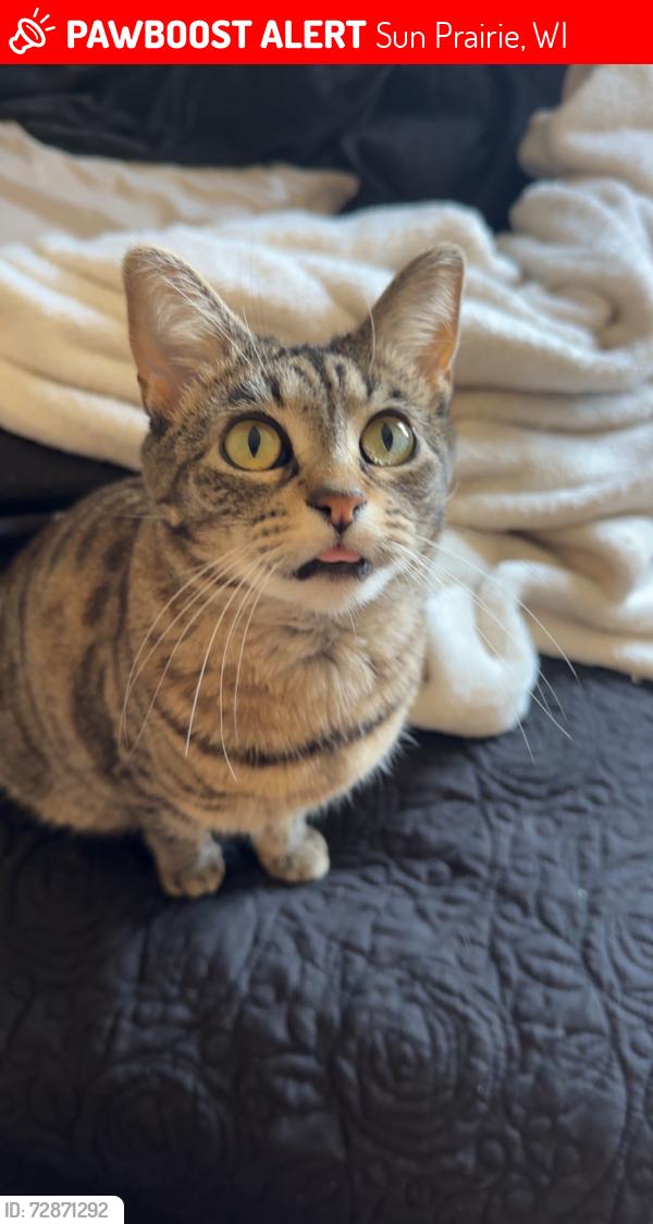 Lost Female Cat last seen Burger King on Windsor st sun prairie WI, Sun Prairie, WI 53590