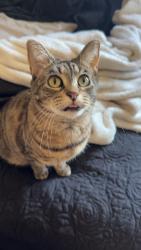 Lost Female Cat last seen Burger King on Windsor st sun prairie WI, Sun Prairie, WI 53590