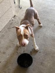 Found/Stray Male Dog last seen Tuckerton, Stone Gate, TX 77095