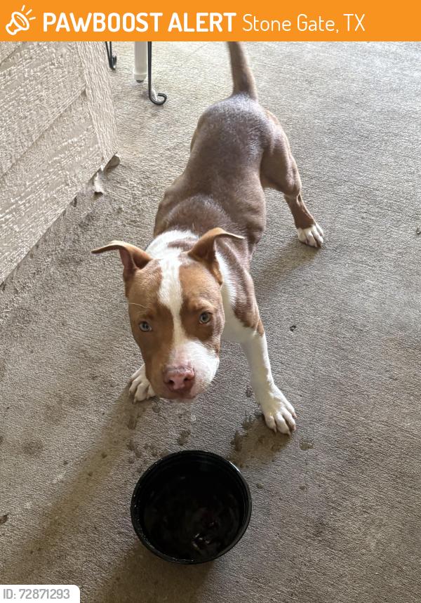 Found/Stray Male Dog last seen Tuckerton, Stone Gate, TX 77095