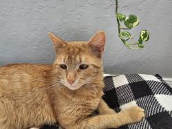 Lost Male Cat last seen Kokopelli and Chayote, Rio Rancho, NM 87144