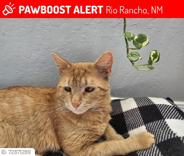 Lost Male Cat last seen Kokopelli and Chayote, Rio Rancho, NM 87144
