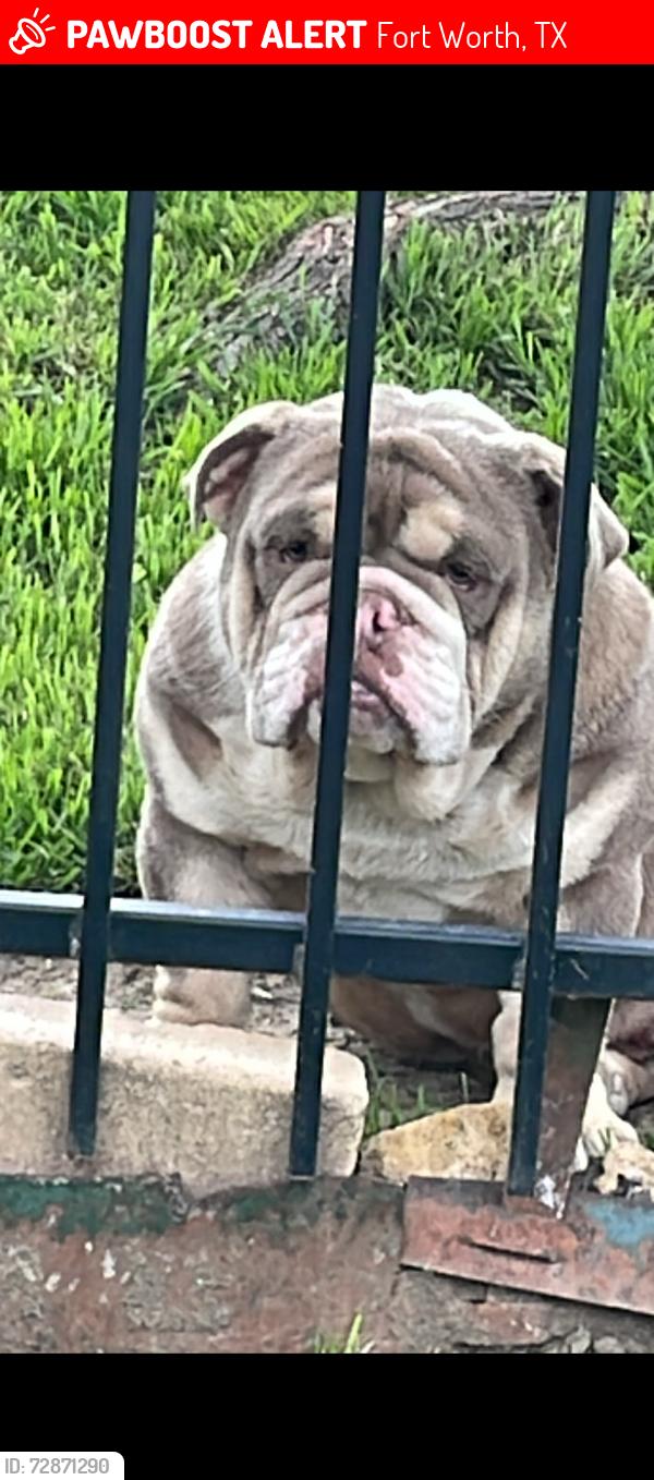 Lost Male Dog last seen Bryan Ave & butler st., Fort Worth, TX 76110