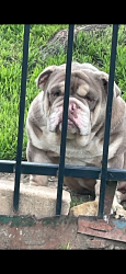 Lost Male Dog last seen Bryan Ave & butler st., Fort Worth, TX 76110