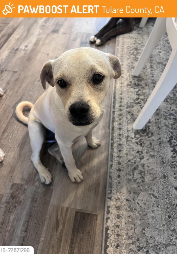 Found/Stray Female Dog last seen Hwy99, Tulare County, CA 93215