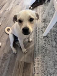 Found/Stray Female Dog last seen Hwy99, Tulare County, CA 93215