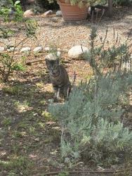Found/Stray Unknown Cat last seen Near W. Santa Clara Ave. between Ross and Victoria, Santa Ana, CA 92706