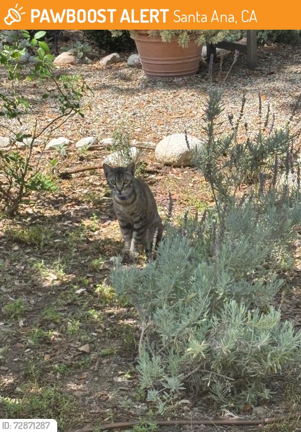 Found/Stray Unknown Cat last seen Near W. Santa Clara Ave. between Ross and Victoria, Santa Ana, CA 92706