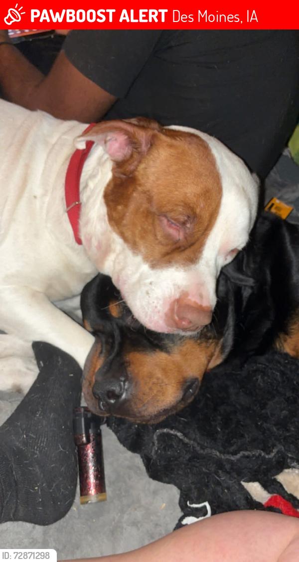 Lost Male Dog last seen University Ave, Des Moines, IA 50317