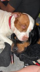 Lost Male Dog last seen University Ave, Des Moines, IA 50317
