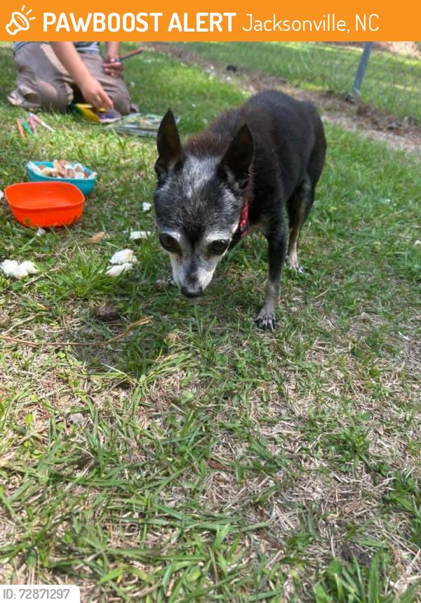 Found/Stray Male Dog last seen Across from the Living Water Christian School alongside Gum Branch Rd, Jacksonville, NC 28540