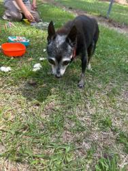 Found/Stray Male Dog last seen Across from the Living Water Christian School alongside Gum Branch Rd, Jacksonville, NC 28540
